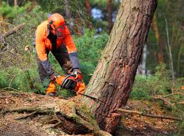 Trusted Carbondale, PA Tree Removal and Landscaping Services Experts